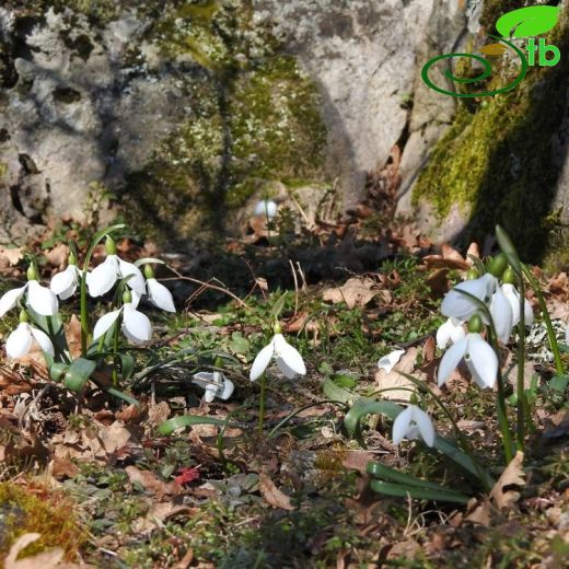 Galanthus-Kardelen