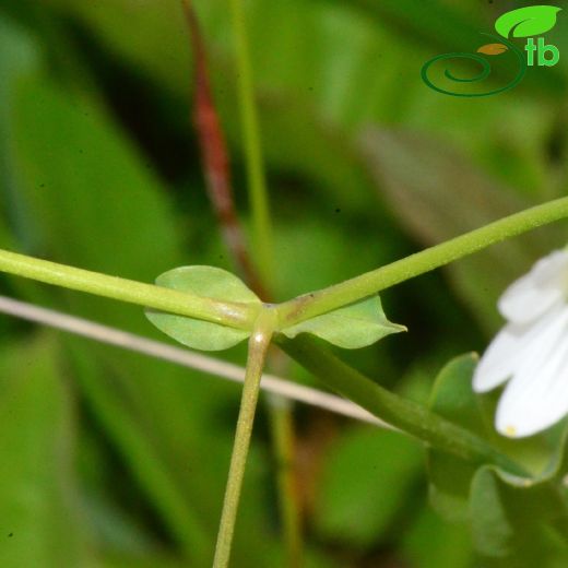 Caryophyllaceae-Karanfilgiller