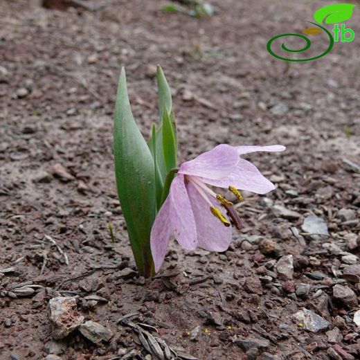 Fritillaria alburyana