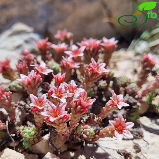 Crassulaceae-Damkoruğugiller