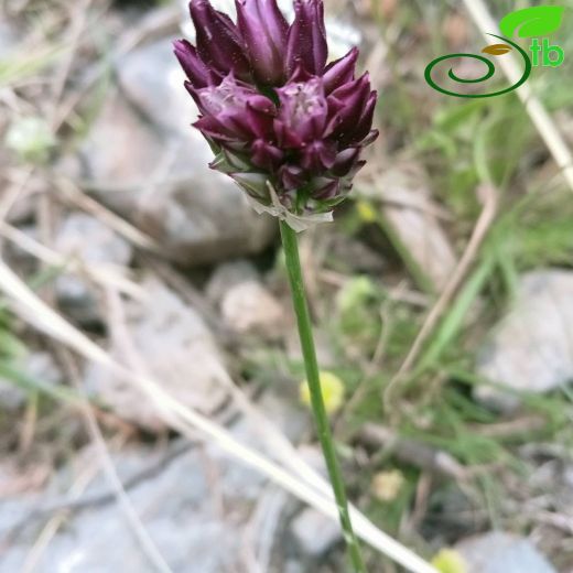 Allium junceum