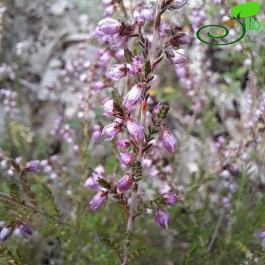 Calluna-Süpürgeçalısı