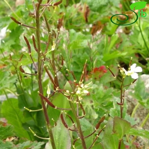 Arabis brachycarpa