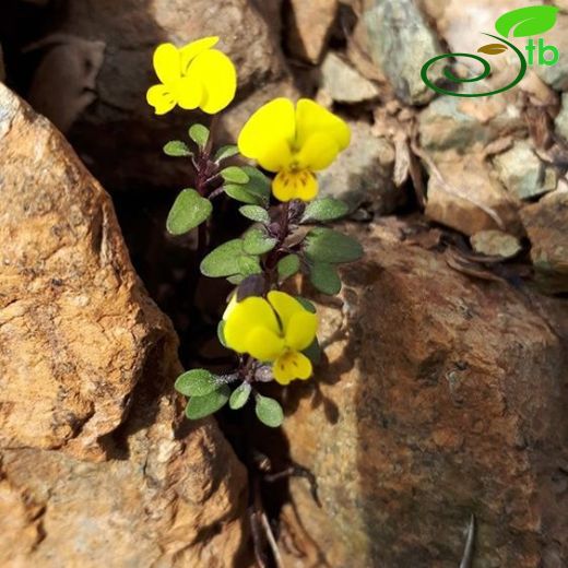 Viola denizliensis