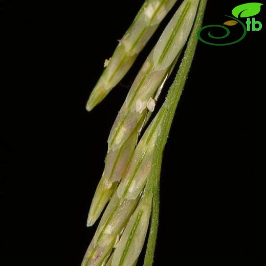 Leptochloa-Koyuyumakotu