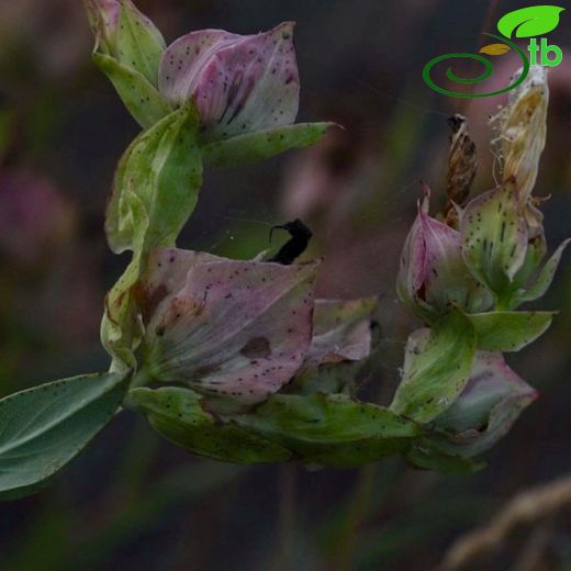 Hypericum polyphyllum