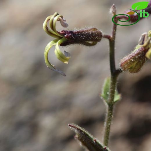 Hesperis kuerschneri