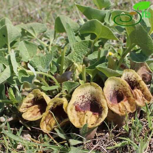 Aristolochia hirta