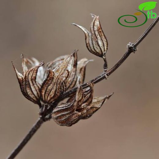 Salvia aramiensis