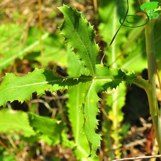 Eryngium-Boğadikeni