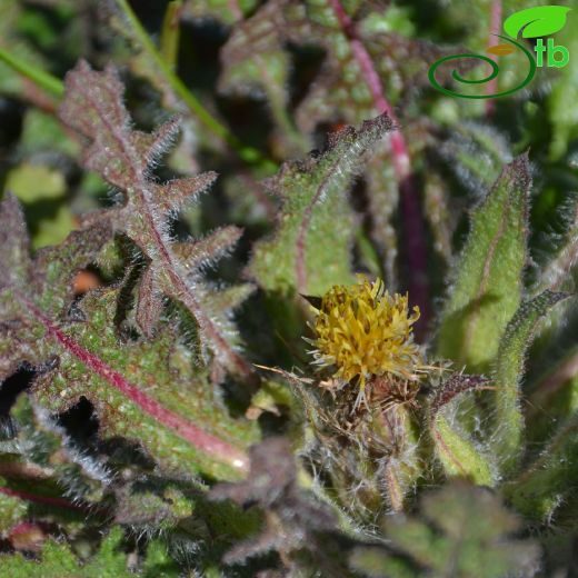Centaurea benedicta