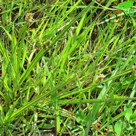Carex muricata