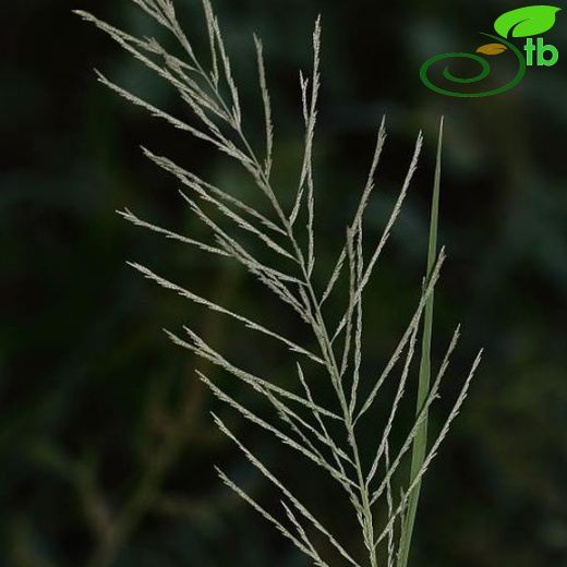 Leptochloa-Koyuyumakotu