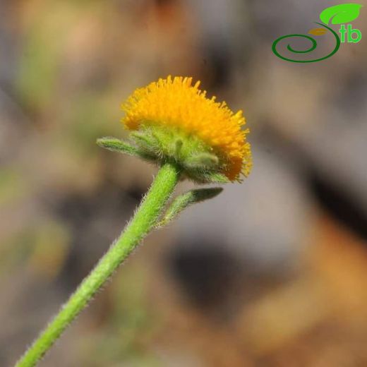 Chrysophthalmum-Tutça