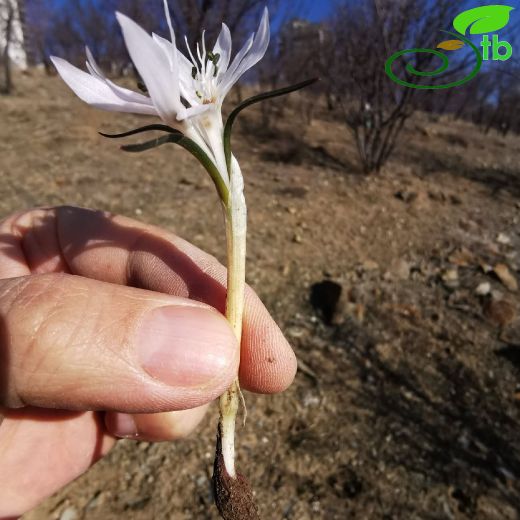 Colchicum-Acıçiğdem