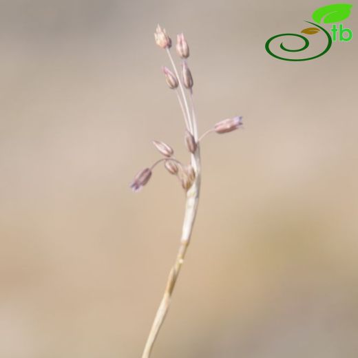 Allium moschatum