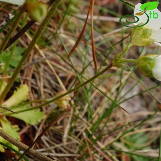 Androsace intermedia