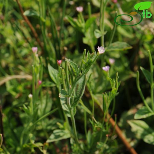 Onagraceae-Yakıotugiller