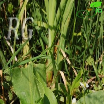 Alisma plantago-aquatica