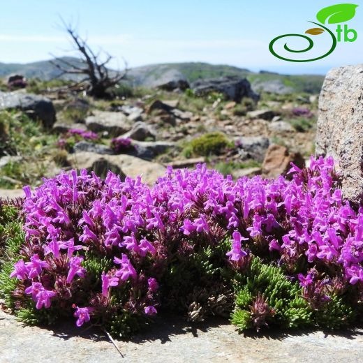 Thymus cherlerioides