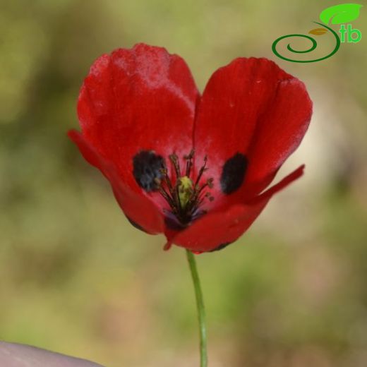 Papaver dubium