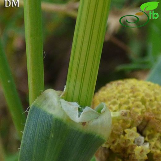 Avena fatua
