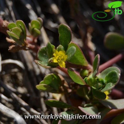 Portulacaceae-Semizotugiller