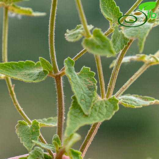 Stachys-Deliçay