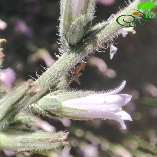 Campanulaceae-Çançiçeğigiller