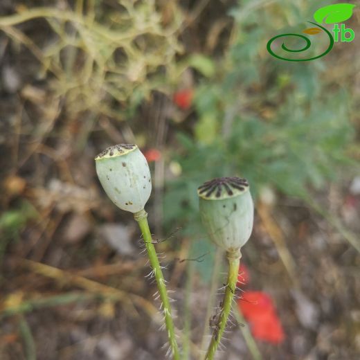 Papaver-Gelincik