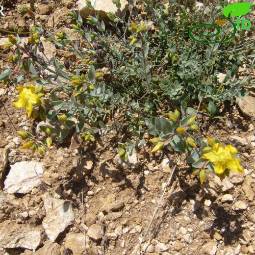 Hypericum origanifolium