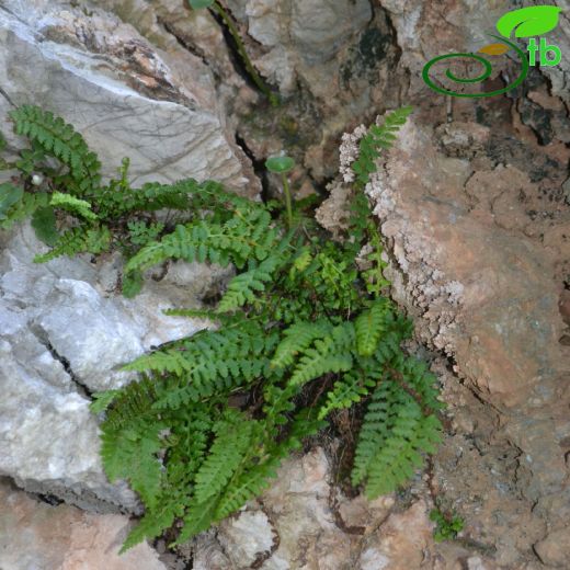 Asplenium bourgaei