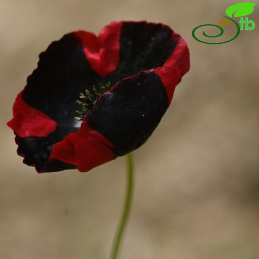 Papaver argemone