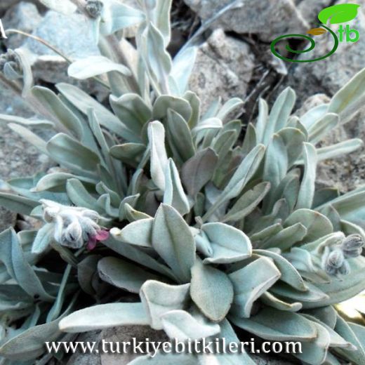 Mattiastrum shepardii