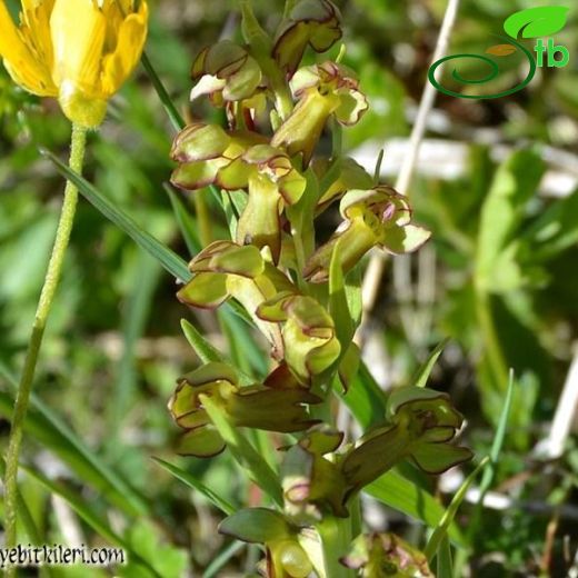 Coeloglossum-Kurbağasalebi