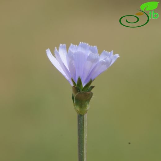 Cichorium-Hindiba