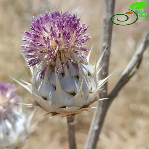 Centaurea-Peygamberçiçeği