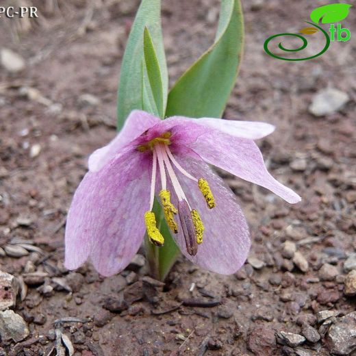 Fritillaria alburyana