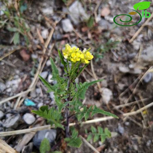 Sisymbrium loeselii