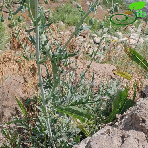 Papaver armeniacum