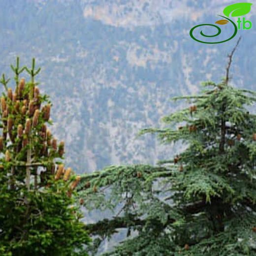 Pinaceae-Çamgiller