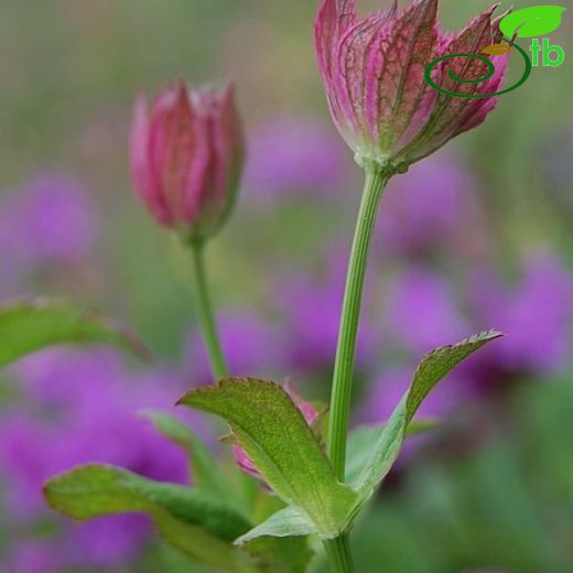 Astrantia-Yıldızca