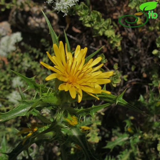 Asteraceae-Papatyagiller