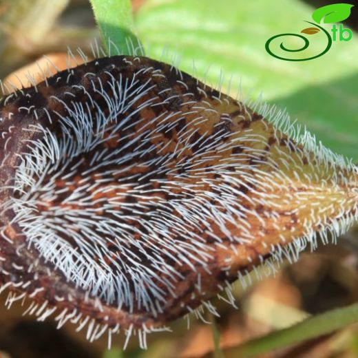 Aristolochia poluninii