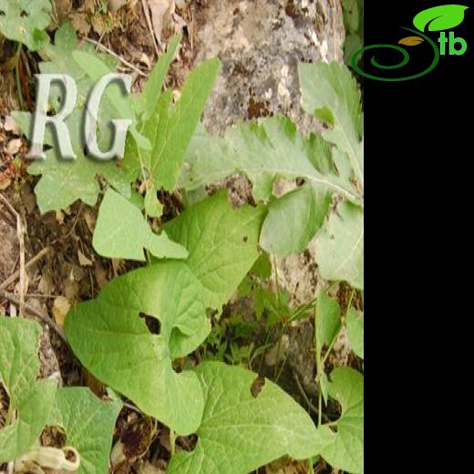 Aristolochia stenosiphon