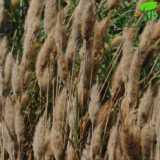 Polypogon monspeliensis