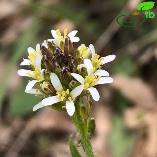 Arabis hirsuta