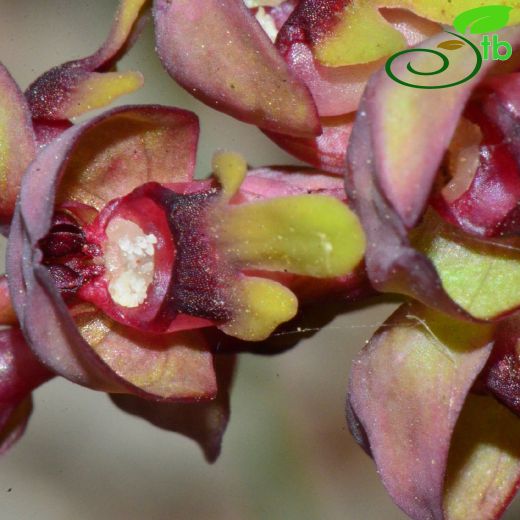 Steveniella-Takkelisalep