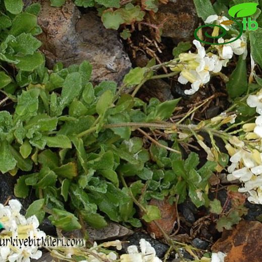 Arabis alpina