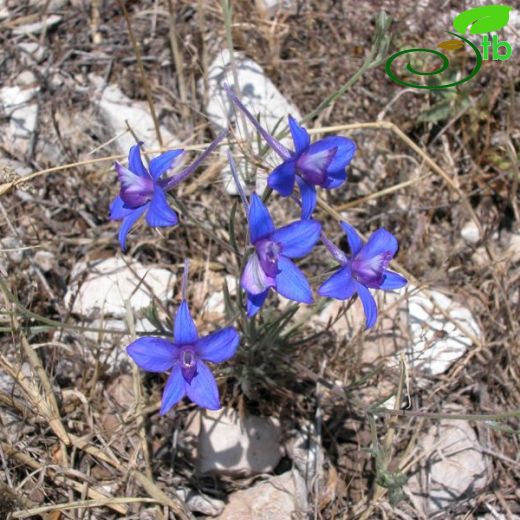 Delphinium samium